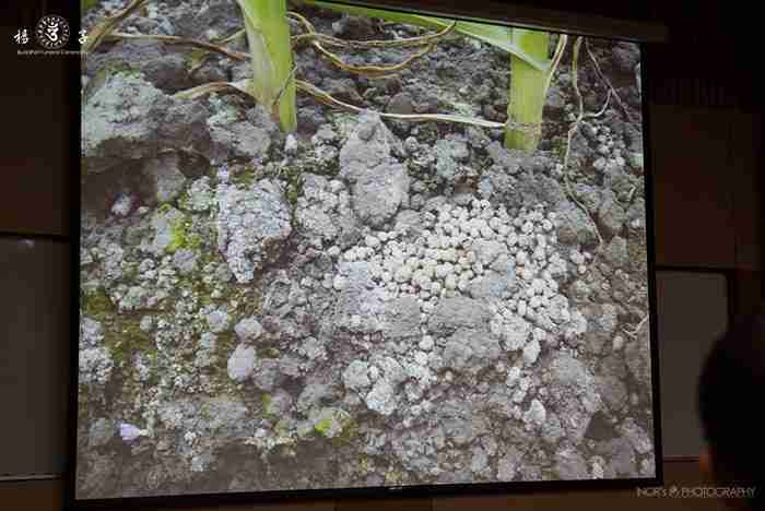  黃主任以簡報照片為證，說明當菜園裡的作物都已長成，當初播種時堆在土壤表面的磷肥（白色顆粒物），仍舊「粒粒分明」，不見分解消融