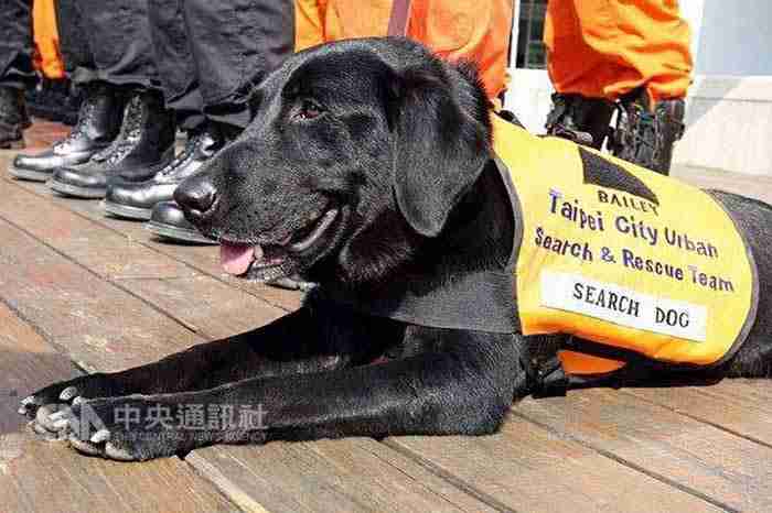 台北市消防局8日表示，已退役的北市搜救犬、榮譽市犬Bailey日前在睡夢中離去，牠一生英勇付出，堪稱國民英雄，7日進行灑葬儀式紀念