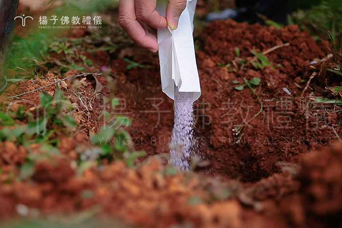 環保自然葬有缺點嗎？骨灰經與土質結合常見變成結塊，因為翻土重複使用的關係而會被掘出地面。近年在新設的樹葬區，都會進行土質檢測與改良，避免骨灰結塊的問題發生。｜楊子佛教禮儀公司