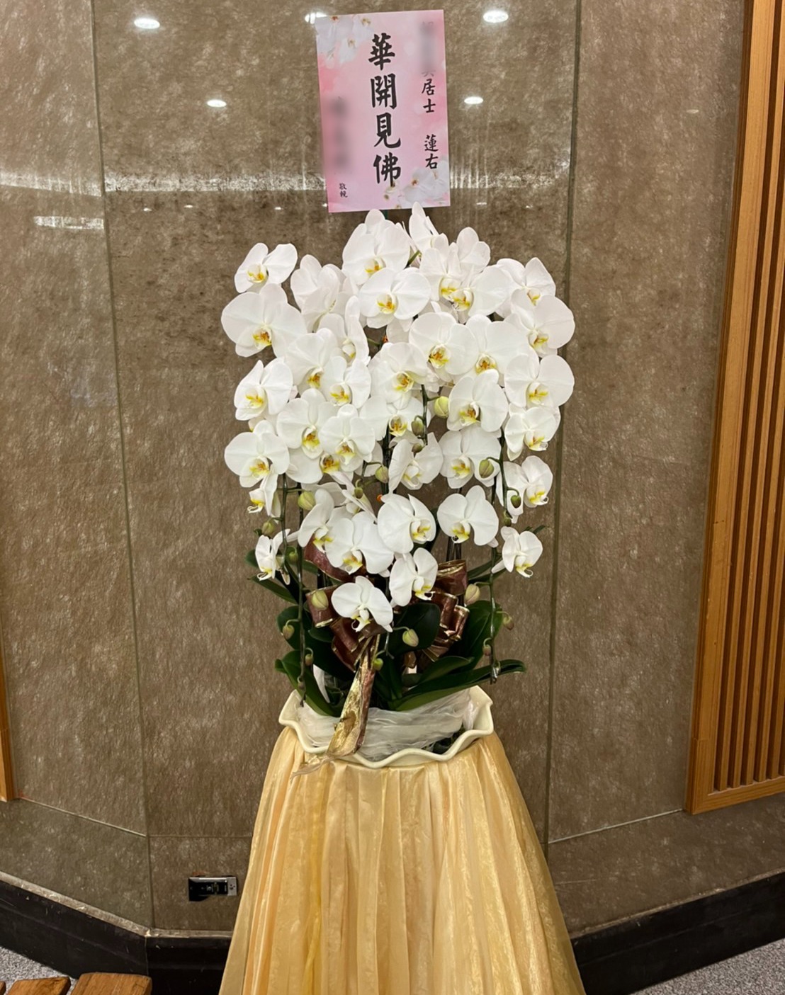 白色蝴蝶蘭藝術盆花